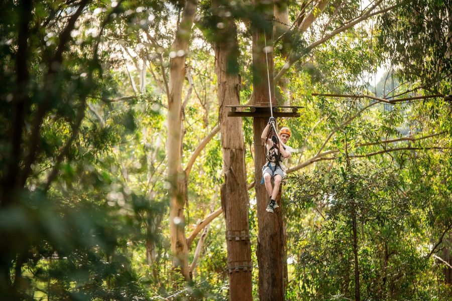 Treetops Adventure Zipline Course Cape Tribulation Daintree