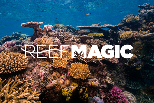 Reef Magic - Reef Unlimited Tour Cairns