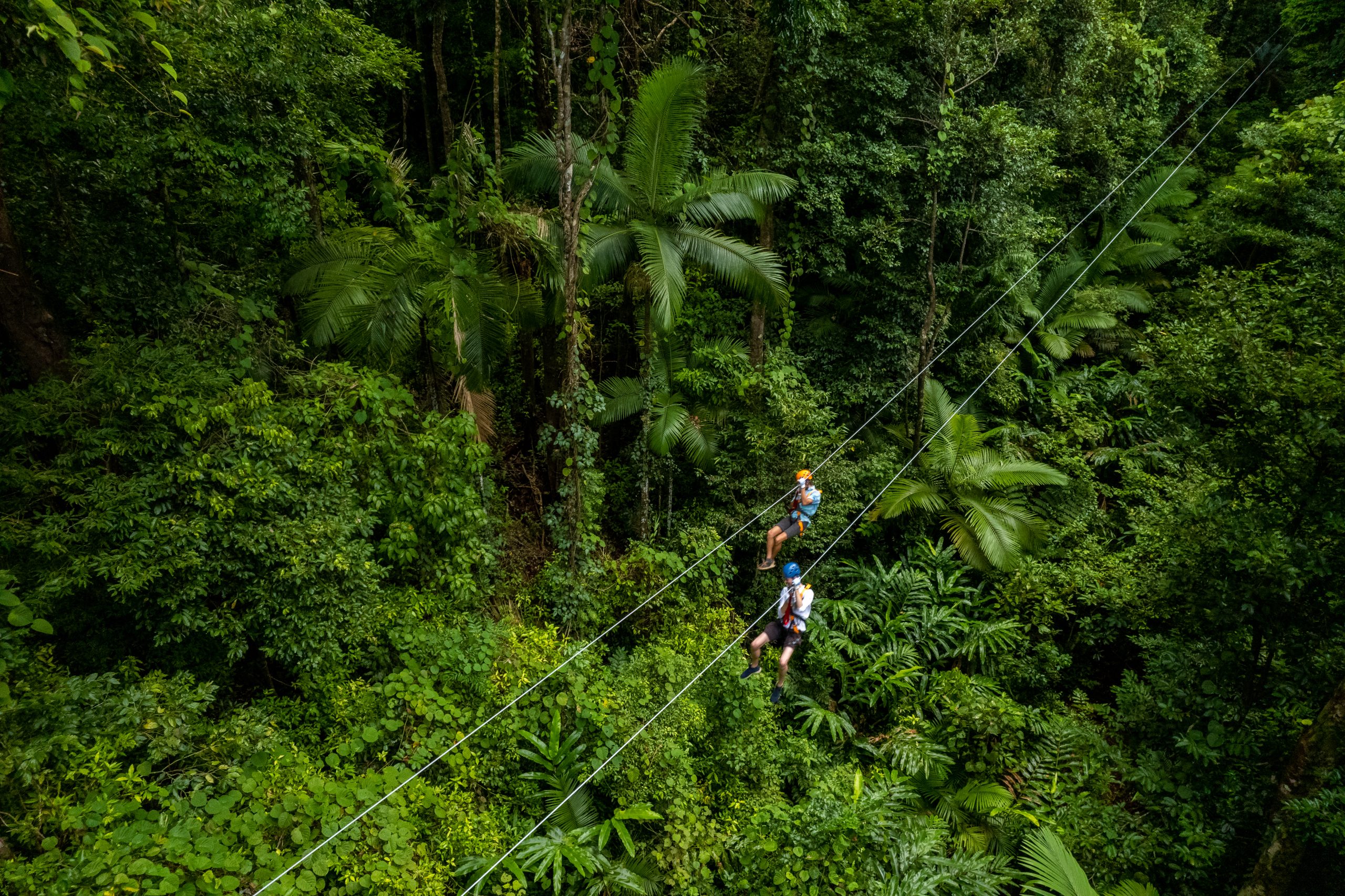 self guided tour daintree rainforest