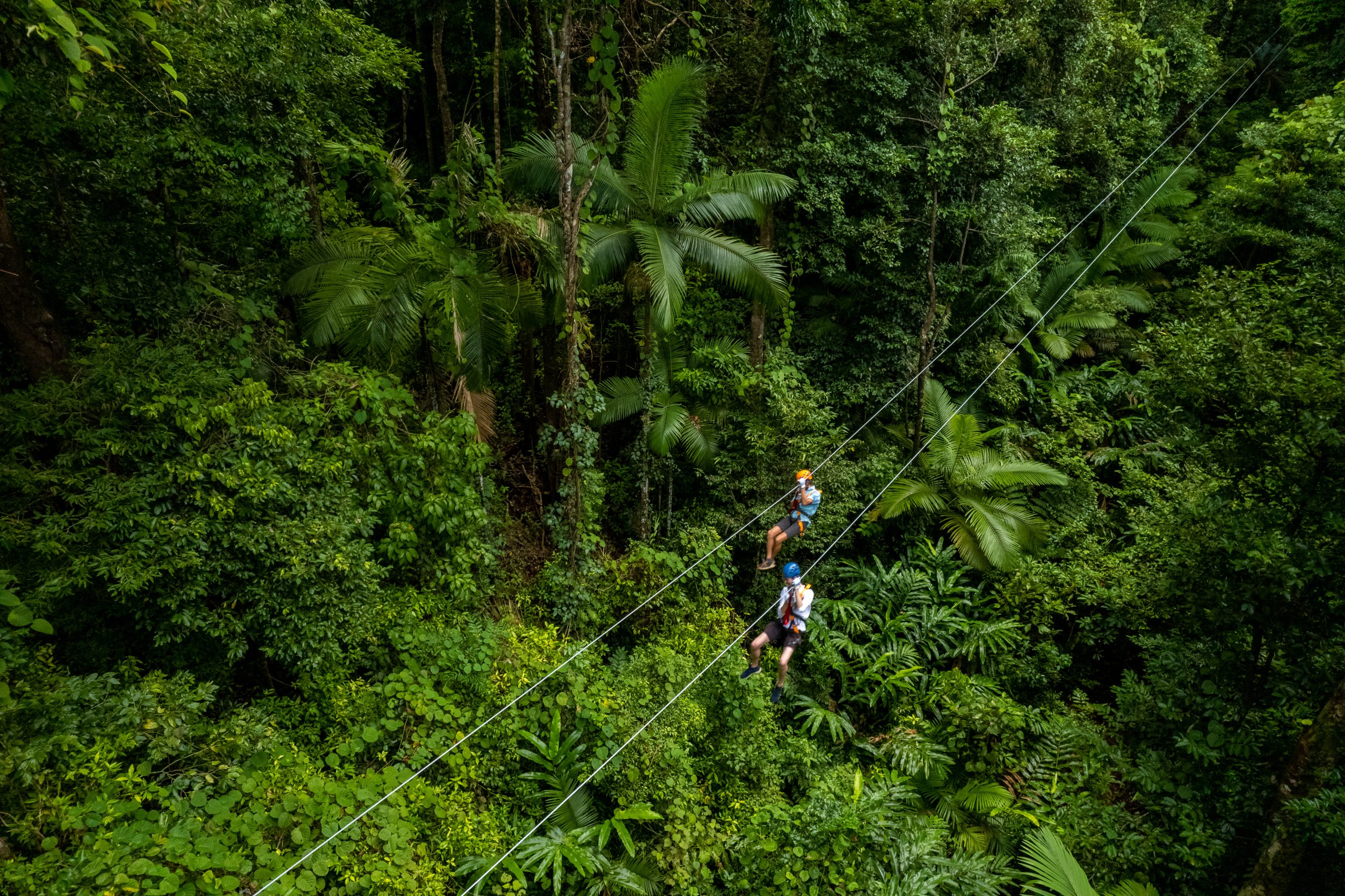 daintree specialised tours