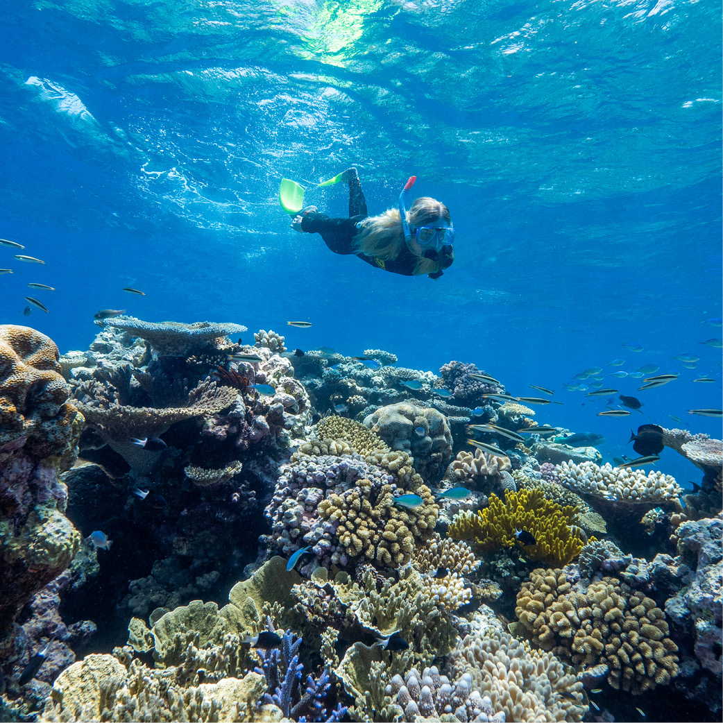Dreamtime Dive and Snorkel Reef Unlimited Reef Experience