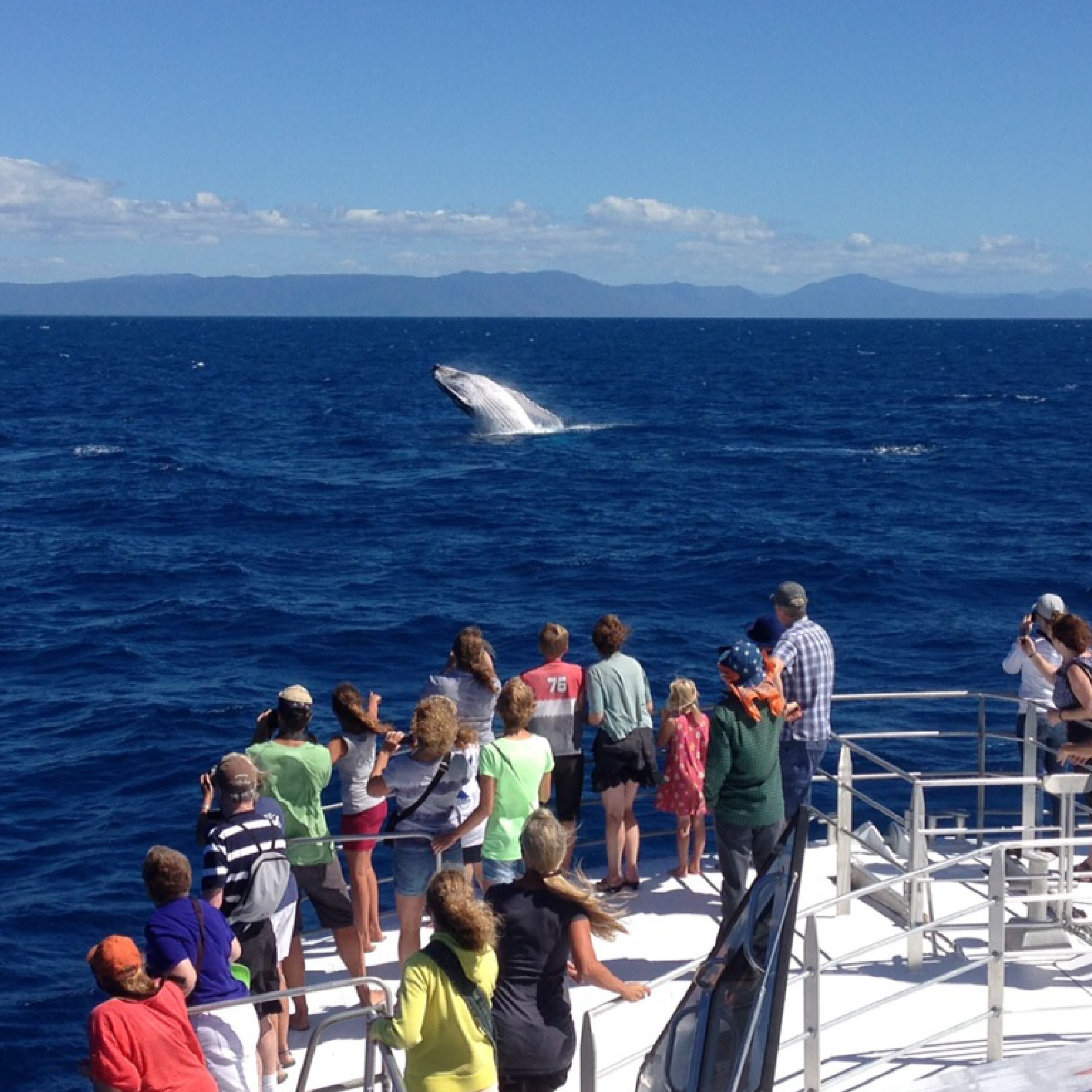 Whale Watching Cairns Tours