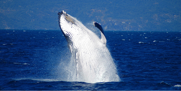 Whale Watching Cairns Tours