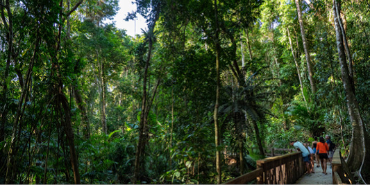 Tour in the Daintree Rainforest with Daintree Tours. Port Douglas Tour.