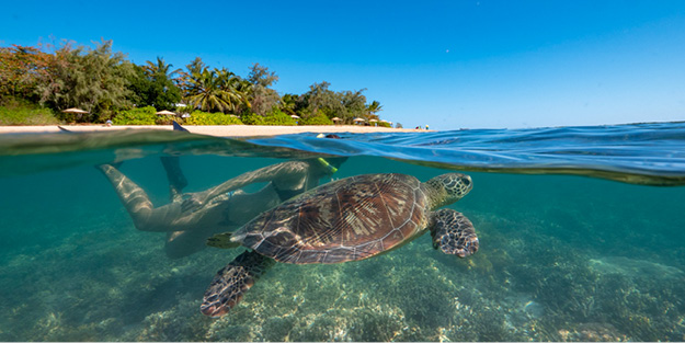Snorkel with the turtle at Calypso Low Isles. Port Douglas Tours. Visit Island.