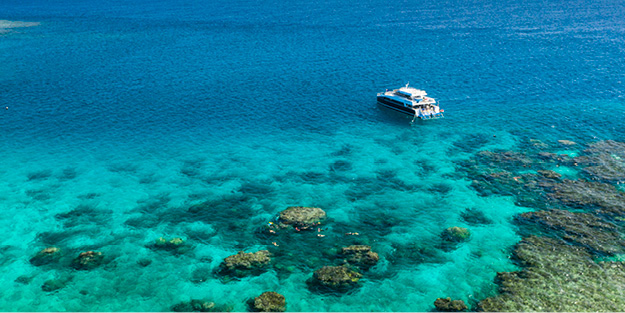 Calypso Snorkel & Dive at Outer Barrier Reef. Port Douglas Tours. Great Barrier Reef.