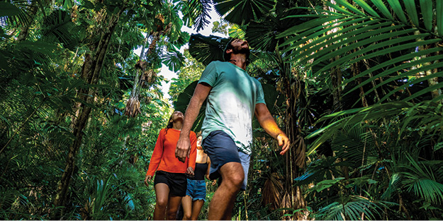 Walk in the Daintree Rainforest with Daintree Tours. Visit Daintree. Port Douglas tours.