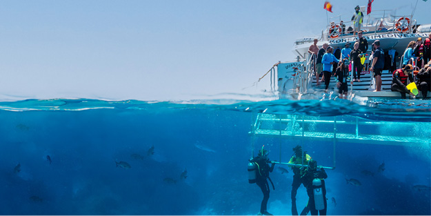 Dreamtime Dive & Snorkel. Cairns Tours. Great Barrier Reef.