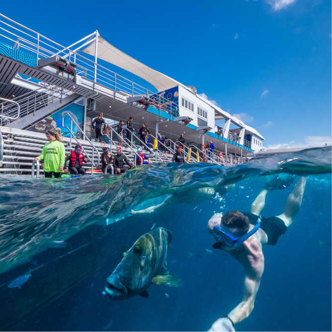 Cairns Tours to Great Barrier Reef. Reef Magic. Snorkel with Wally in the water.